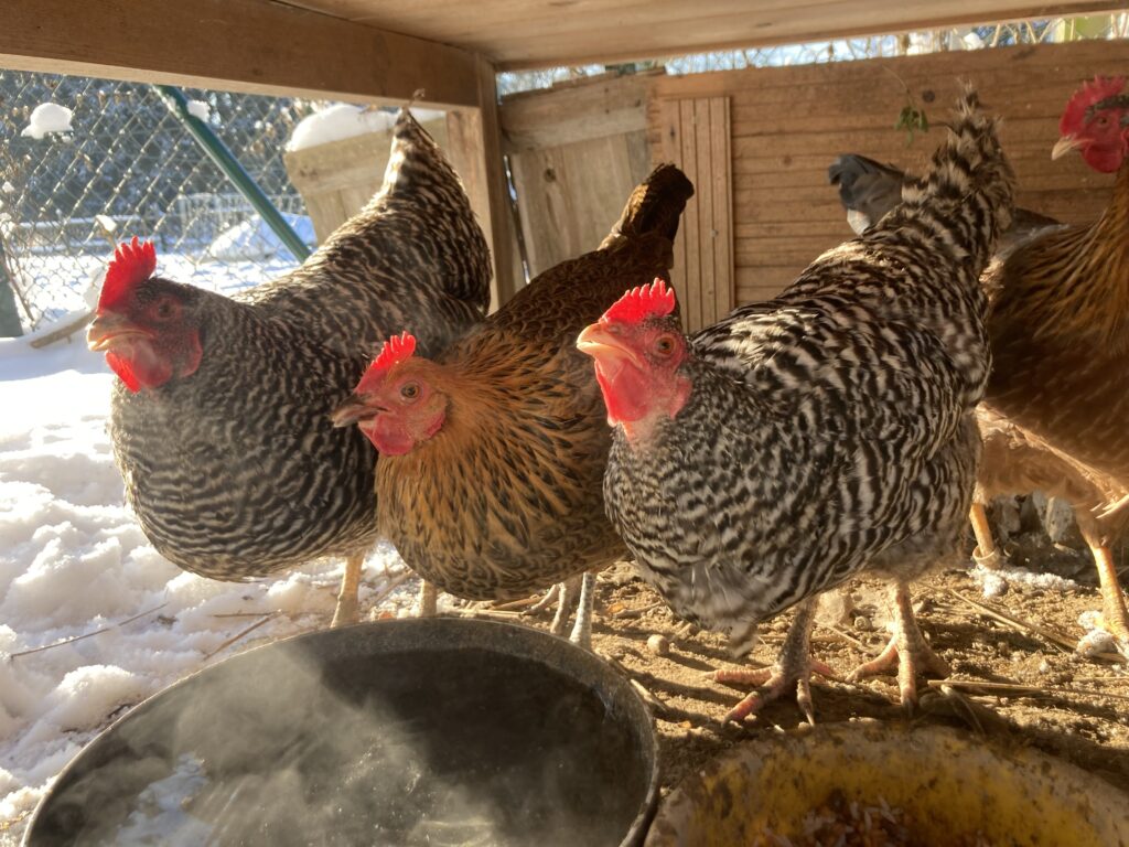 Ohlédnutí za rokem 2022 z pera naší farmářky - Magic Hill - Škola, kde rosteme spolu.