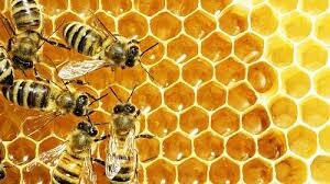 Včelky v úle pro MŠ